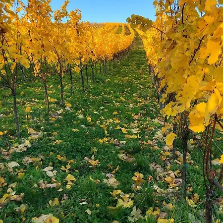 Cejkovsky Dvorek Tatil Evi
